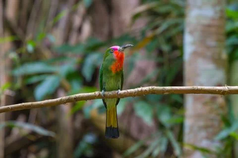 Red-bearded Bee-Eater perching on the branch Stock Photos