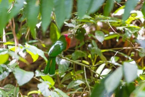 Red-bearded Bee-Eater perching on the branch Stock Photos