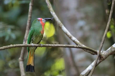Red-bearded bee-eater Stock Photos