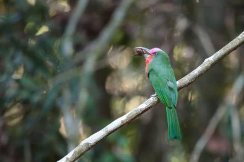 Red-bearded bee-eater Stock Photos