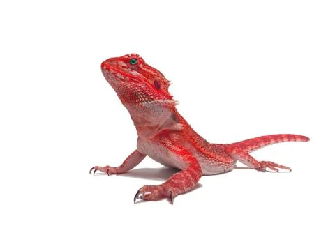 Red bearded dragon Stock Photos