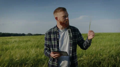 A red-bearded farmer with a tablet stands in a field and checks the wheat Stock Footage 201483057
