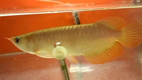 A red beautiful arowana fish in aquarium Stock Footage 336674853