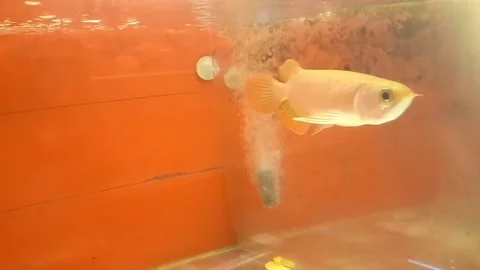A red beautiful arowana fish Stock Footage 336674866