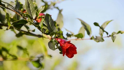 Red Beautiful Flowers Stock-Footage 73794380