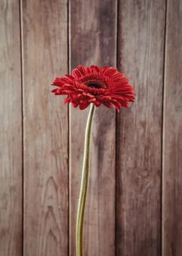Red beautiful gerbera Stock Photos