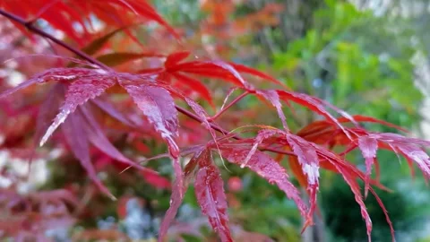 Red beautiful maple leaf Stock Footage 221768446