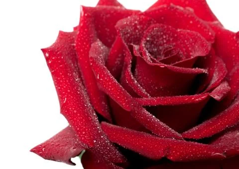 Red beautiful rose in drops Stock Photos