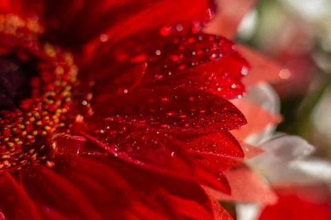 On red beautiful sheets of gerbera dewdrops of water Stock Photos