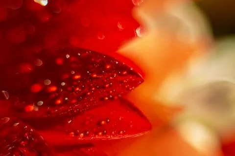 On red beautiful sheets of gerbera dewdrops of water Stock Photos