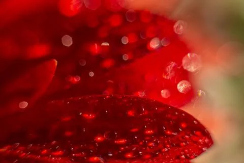 On red beautiful sheets of gerbera Stock Photos