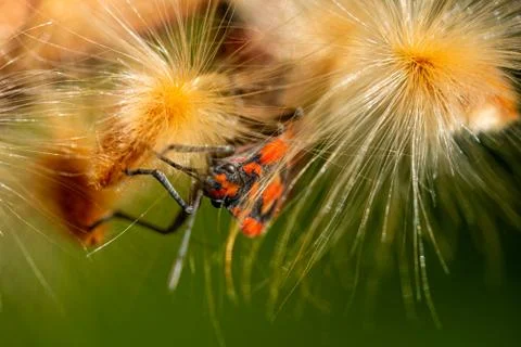 Red bed bug peeking between the seeds of an oleander Foto stock