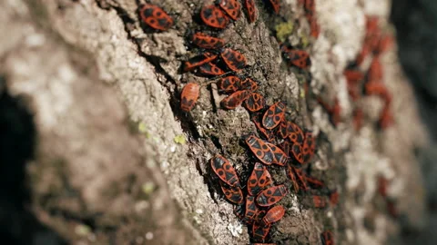 Red bedbug soldiers with black pattern settled on tree bark 動画素材 228917093