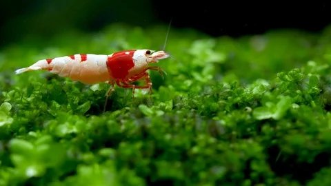 Red bee dwarf shrimp stay on green grass and look for food Stock Footage 118722329