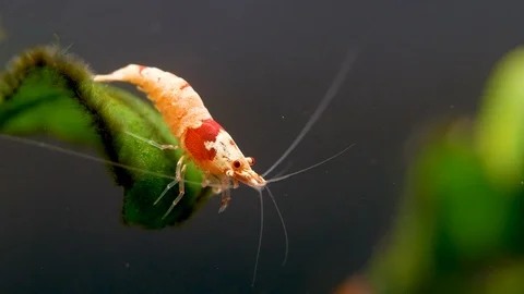 Red bee dwarf shrimp stay on green leaf in fresh water aquarium tank Stock Footage 118722433