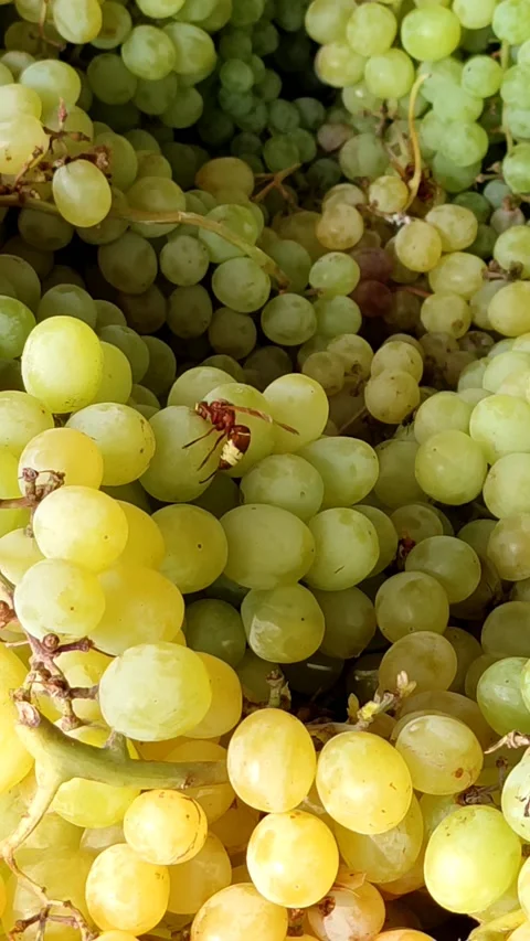 A red bee is eating grapes 動画素材 161880252