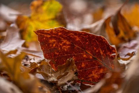Red beech leaf texture. Close-up of dry leaves backlighted in sunny autumn park 스톡 사진