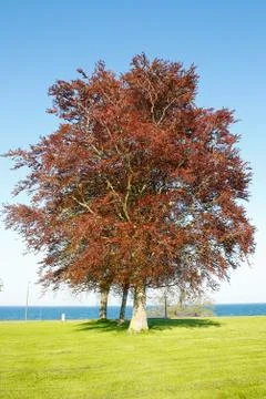 Red beech tree Stock Photos