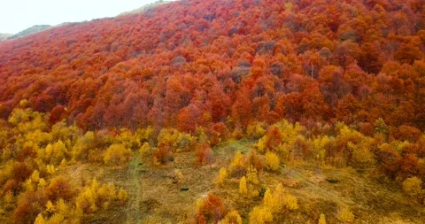 Red beech trees. Flying above beautiful autumn forest in Carpathian mountains Stock Footage 139721876