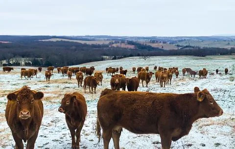 Red Beef Cattle In The Snow Stock Photos