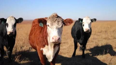 Red Beef Cattle Standing Still in Pasture 動画素材 273621980