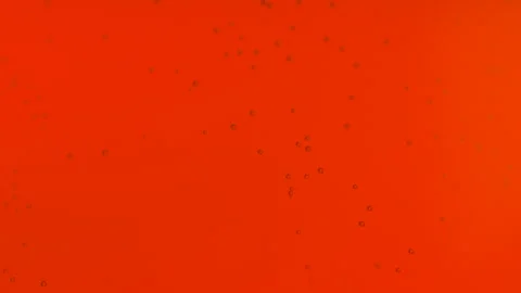 Red beer macro bubbles Stockbeeldmateriaal 242271140