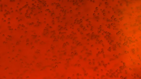 Red beer macro bubbles Stockbeeldmateriaal 242271482