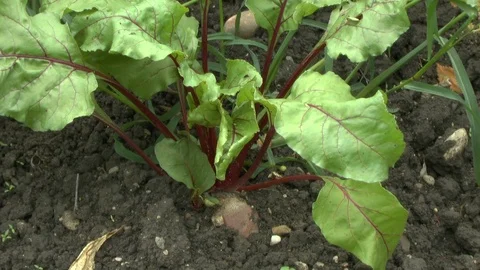 Red beet on a field Stock Footage 95174814