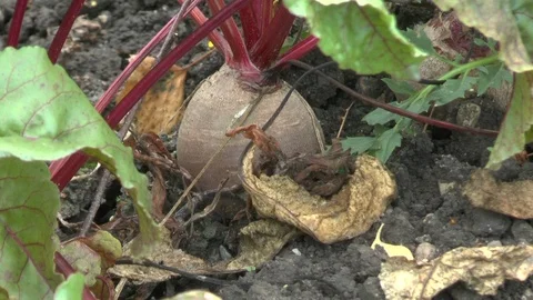 Red beet on a field Stock Footage 95175007