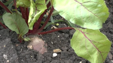 Red beet on a field Stock Footage 95175178