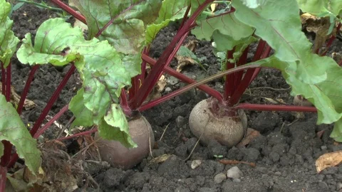 Red beet on a field Stock Footage 95175413