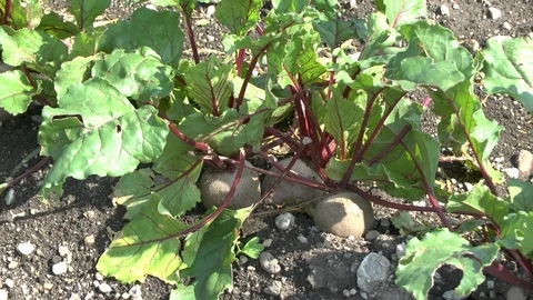 Red beet on a field Stock Footage 95175666