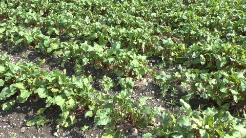 Red beet on a field Stock Footage 95175979