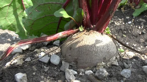 Red beet on a field Stock Footage 95176189