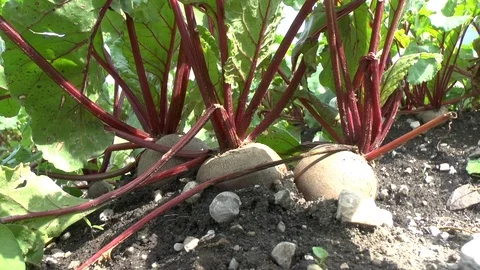 Red beet on a field Stock Footage 95176557