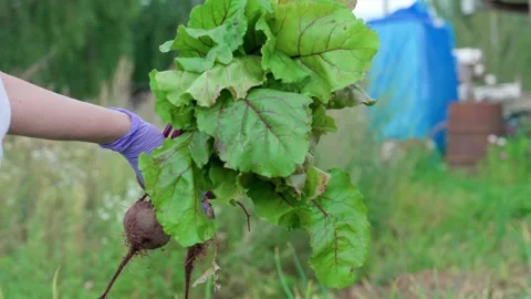Red beet Stock Footage 314844250