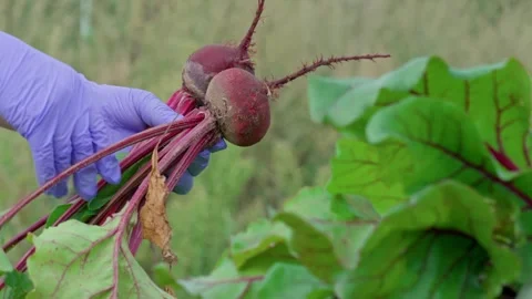 Red beet with greens Stock Footage 314844255