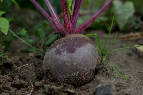 Red beet on a ground Stock Photos