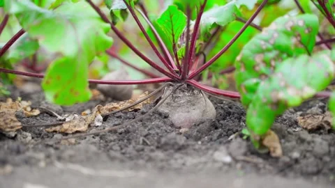 Red beet grows in the ground close-up, smooth camera glide Stock Footage 235680774