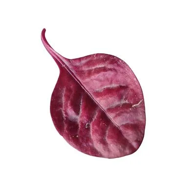 Red beet leaf isolated white background 写真素材