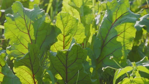 Red beet leaves at sunset Stock Footage 315402071