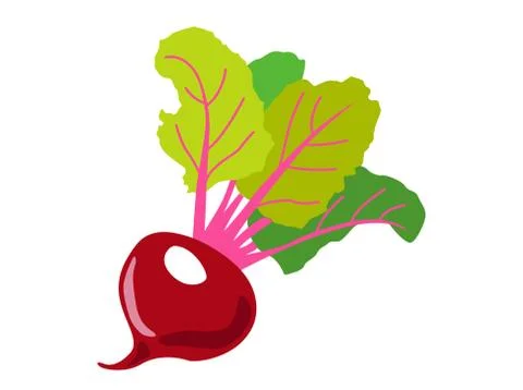 Red beet root with green leaves. Icon Vector flat  illustration. Stock Illustration