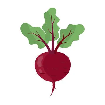Red beet root with green leaves isolated on white Stock Illustration