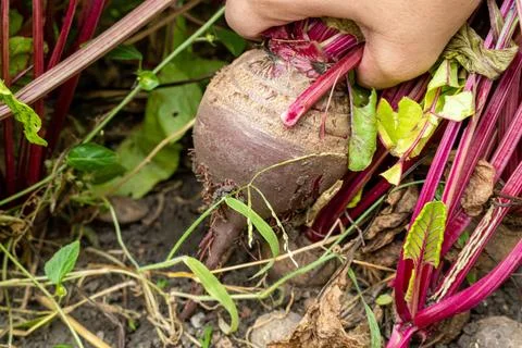 Red beet root pulled out of the ground by hands Foto stock