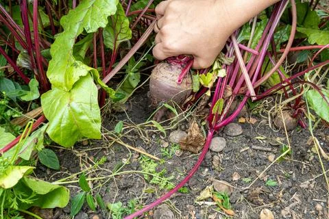 Red beet root pulled out of the ground by hands Stock Photos