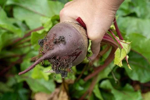 Red beet root pulled out of the ground by hands Stock Photos