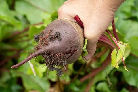 Red beet root pulled out of the ground by hands Stock Photos