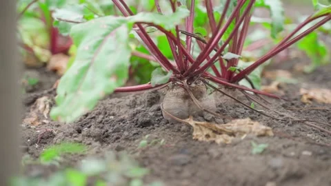 Red beet roots in the soil close-up, camera movement Stock Footage 236535481