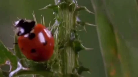 This red beetle is also a cannibal Stock Footage 205459133