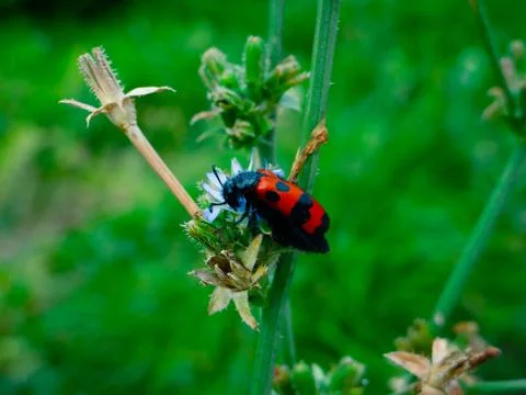 Red beetle with black dots sitting in a blue flower Stock Photos